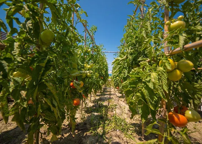 Umami Feriested Kavaje