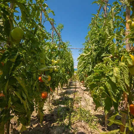 Umami リゾート カヴァヤ